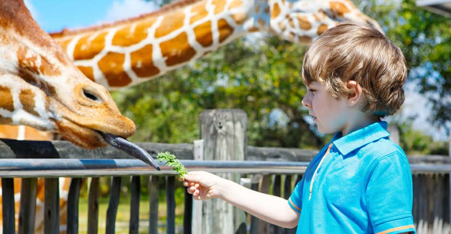 چرا باید فرزندان خود را به دیدن باغ وحش ببرید؟